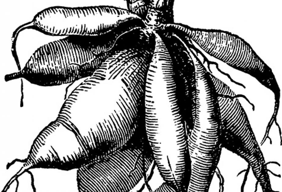 Les tubercules