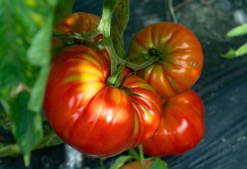 Tomates anciennes à cueillir à la Cueillette de Gally