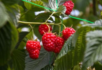 framboises à cueillir à la cueillette de gally à bailly dans les yvelines