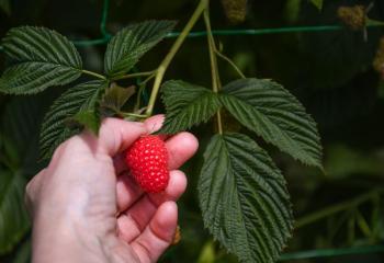 framboises à cueillir à la cueillette de gally à bailly dans les yvelines