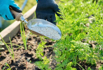 Offre de saison à la jardinerie des fermes de gally
