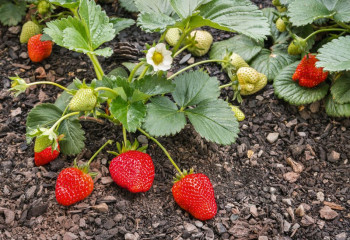 Offres de saison à la jardinerie des Fermes de Gally