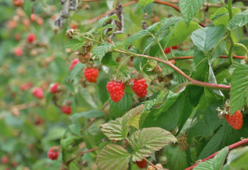 Offres de saison à la jardinerie des Fermes de Gally