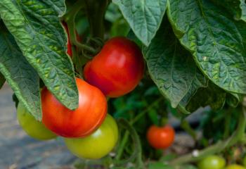 Tomates rondes et classiques à cueillir à la Cueillette de Gally