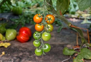 Tomates cerise à cueillir à la Cueillette de Gally