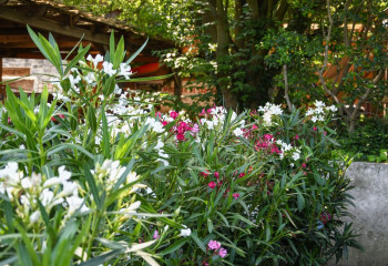Offres de saison à la Jardinerie des Fermes de Gally