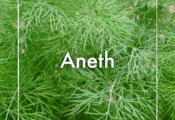 Aneth