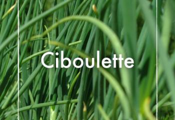 ciboulette