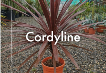Cordyline