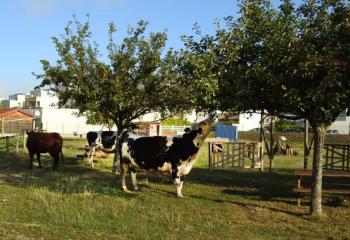 vache de la ferme ouverte de Sartrouville