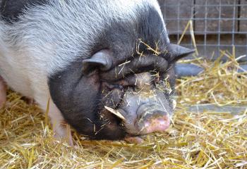 Cochons à la ferme pédagogique de Sartrouville