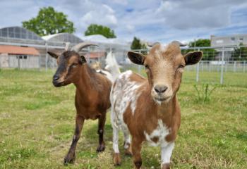 Chèvre de la ferme de Saint Denis en Ile de France