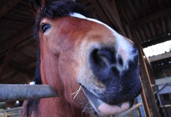 Chevaux de la ferme Sartrouville