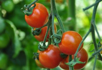 Plant de tomates cerises