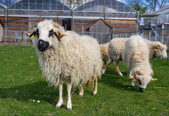 Visite des moutons à la ferme pédagogique de Saint Denis