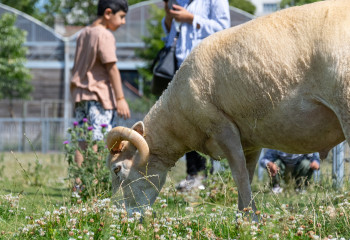 Visite des moutons à la ferme pédagogique de Saint Denis