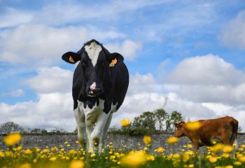 Vaches de la ferme pédagogique de Gally à Saint-Cyr-l'Ecole