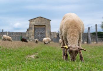 Moutons et agneaux à la ferme pédagogique de Saint Cyr l'école 78