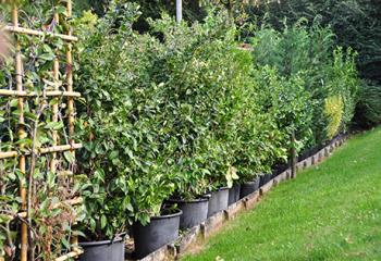 Achat de plantes et de haies