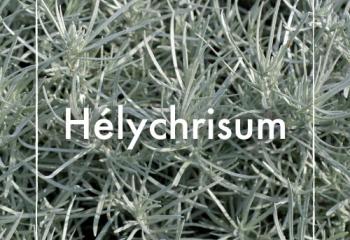 Helichrysum