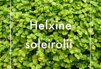 Vente Helxine soleirolii