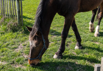 chevaux et anes à la ferme urbaine de saint denis
