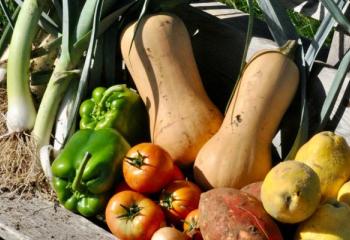 Légumes de la cueillette de gally à bailly