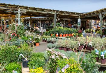 Plantes de pépinière à la Jardinerie de Gally