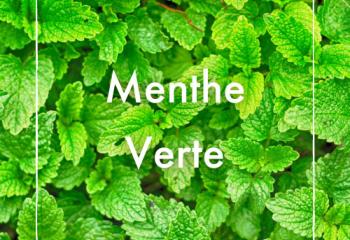 Menthe verte