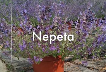 Vente Nepeta