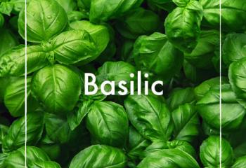 basilic