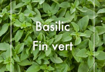 basilic fin vert