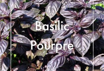 Basilic pourpre