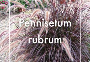 Vente Pennisetum rubrum