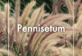 Vente Pennisetum