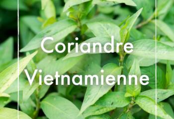 Coriandre vietnamienne