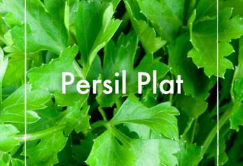 persil plat