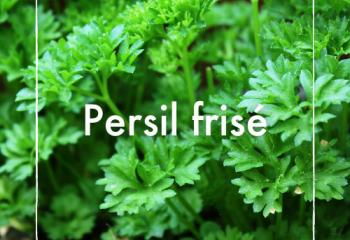 persil frisé