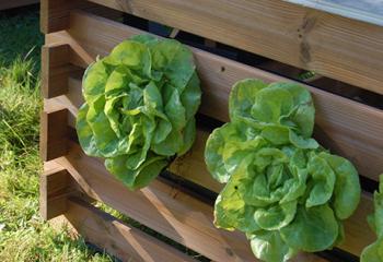 Potager surelevé