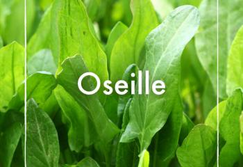 Oseille