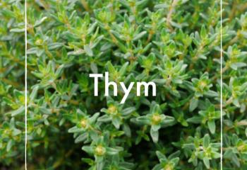 Thym