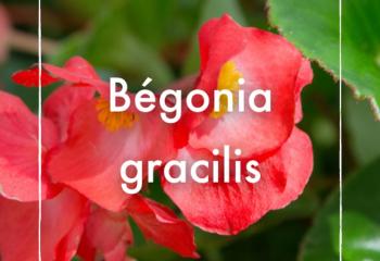 Bégonia gracilis