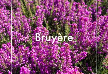 Bruyère