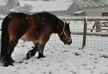 Cheval de la ferme