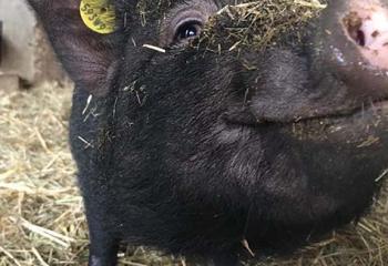 Cochons nains gottingen à la ferme de gally 78