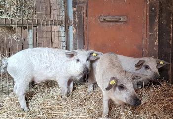 cochons de la ferme pour enfants de Sartrouville
