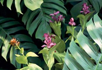 conseil entretien plante verte tropicale