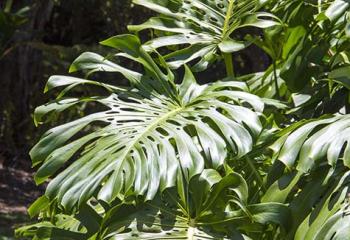 conseil entretien plante verte tropicale