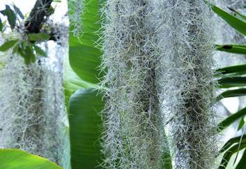 conseil entretien plante verte tropicale