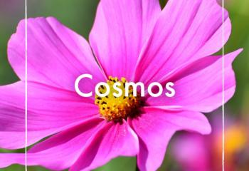 Cosmos